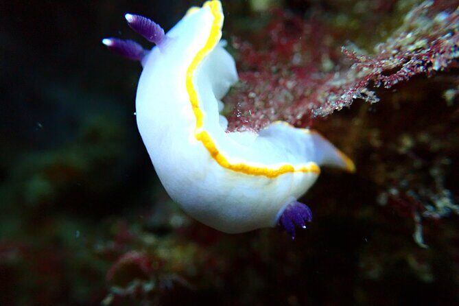 Lisbon: Try Scuba Diving in Arrabida Marine Reserve with photos - What the boat tour changes (and why it’s worth it)