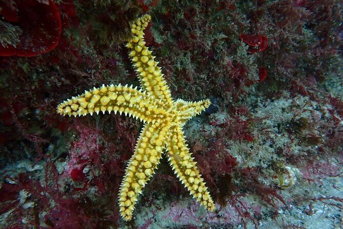 Lisbon: Try Scuba Diving in Arrabida Marine Reserve with photos - Underwater photos: email delivery that turns nerves into memories