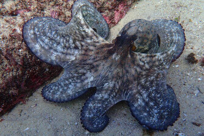 Lisbon: Try Scuba Diving in Arrabida Marine Reserve with photos - Price and value: what $108.84 buys you here