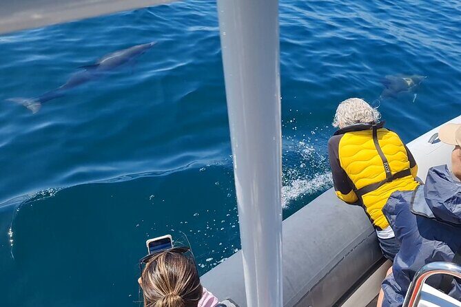 Meet the Lisbon Dolphins - Dolphin Watching in Lisbon - What you’ll learn while the boat is chasing fins