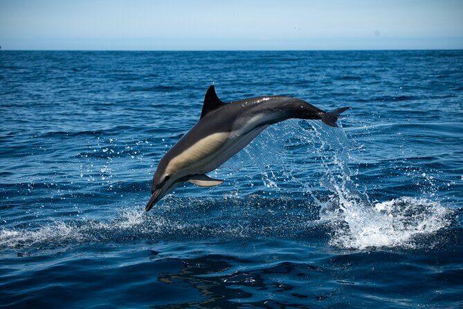 Observation of Dolphins and Whales with Marine Biologist in Arrábida - Key reasons this one works