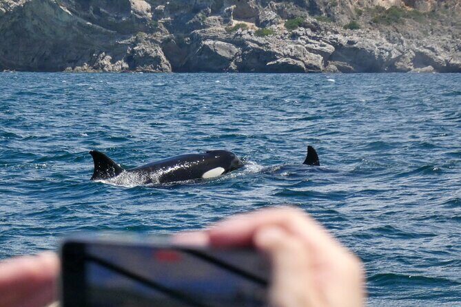 Observation of Dolphins and Whales with Marine Biologist in Arrábida - What You Might See: Bottle-Nose Dolphins, Common Dolphins, and Whale Odds