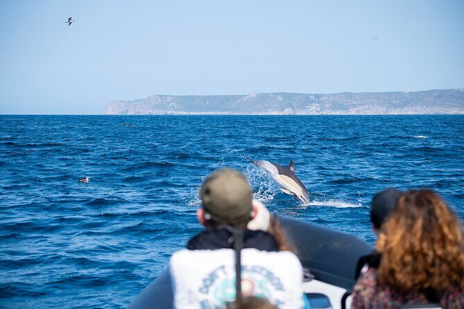 Observation of Dolphins and Whales with Marine Biologist in Arrábida - How the Guide Changes the Whole Morning (Catarina and Erica)