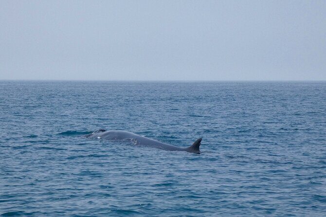 Observation of Dolphins and Whales with Marine Biologist in Arrábida - Small Group Feel, English Instruction, and Comfort on the Water