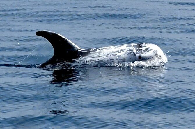 Observation of Dolphins and Whales with Marine Biologist in Arrábida - Price and Value: Why This Costs $66.54 and What You Get Back
