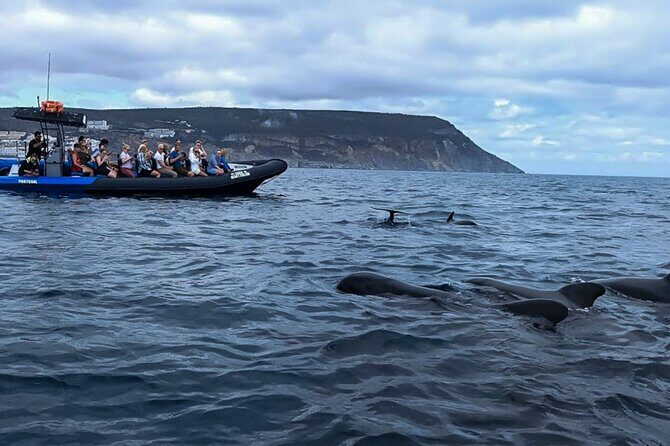Observation of Dolphins and Whales with Marine Biologist in Arrábida - Parque Natural da Arrábida: Dolphins, Coves, and Time to Swim