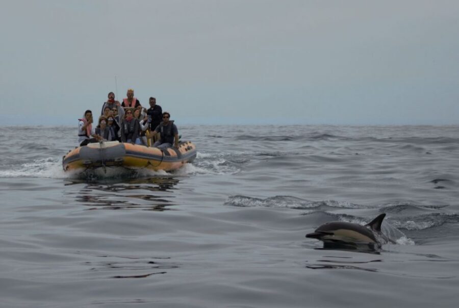 Peniche: Dolphin Route Boat Trip - Why a local fisherman’s stories make a difference