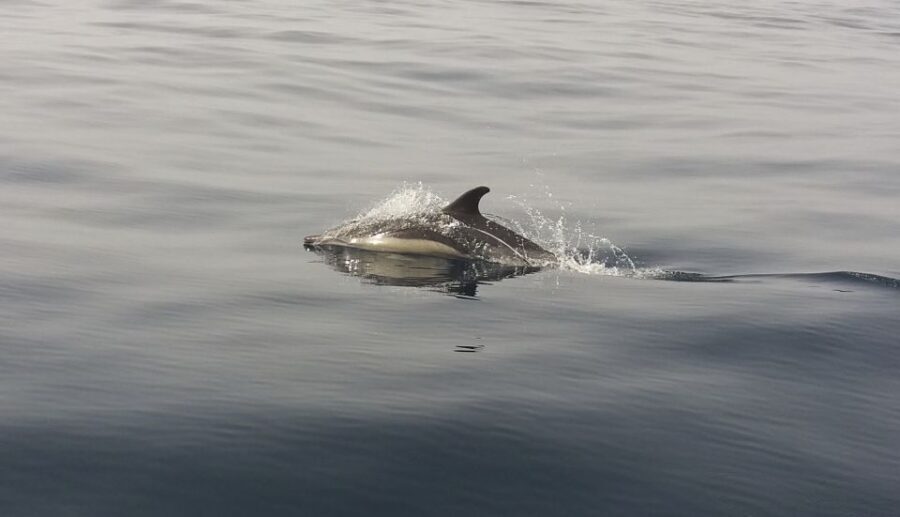 Peniche: Dolphin Route Boat Trip - Comfort and safety rules that shape the experience