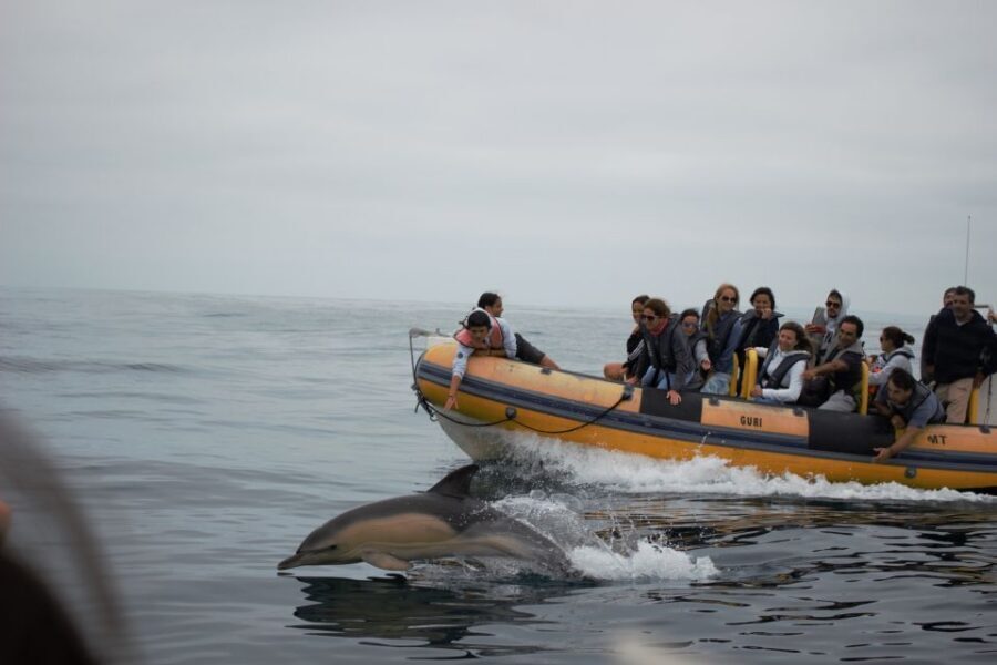 Peniche: Dolphin Route Boat Trip - When dolphins show up: how to enjoy it even on a less-perfect day