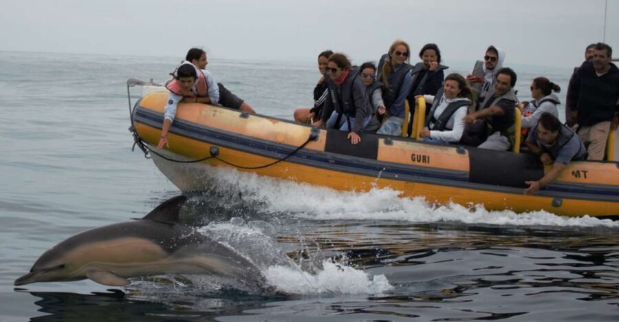 Peniche: Dolphin Route Boat Trip - Price and value: is $53 for 2 hours worth it?