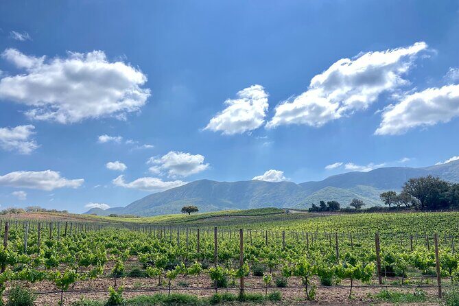 Private Full-Day Wine Tour from Lisbon with Tastings - Tastings: what you’re actually paying for