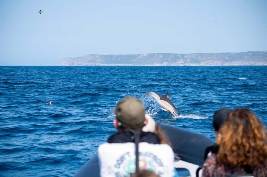 Sesimbra: Arrábida Dolphin Watching Boat Tour with Biologist - Quick hits before you go