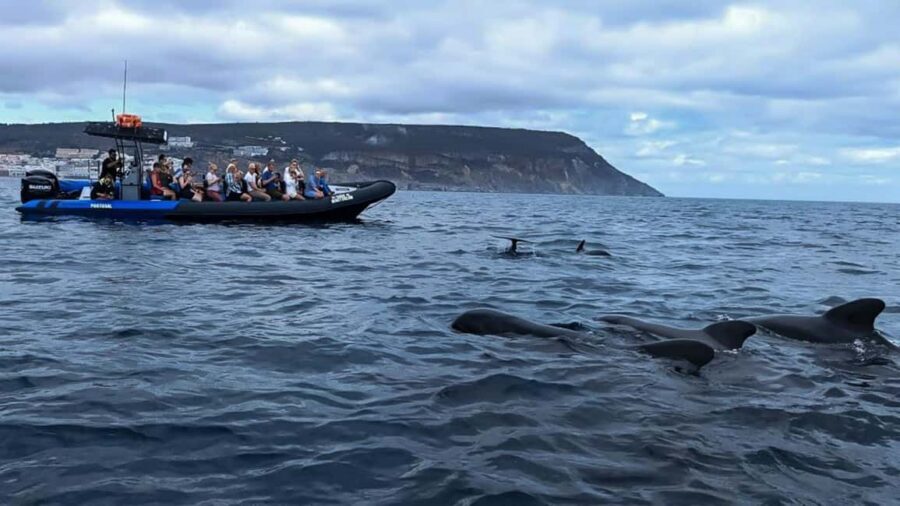Sesimbra: Arrábida Dolphin Watching Boat Tour with Biologist - What to bring for a 3-hour boat day in wind and sun