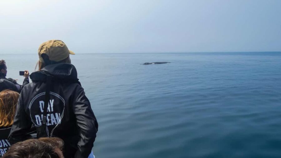 Sesimbra: Arrábida Dolphin Watching Boat Tour with Biologist - Arrábida Natural Park from Sesimbra: why this route works