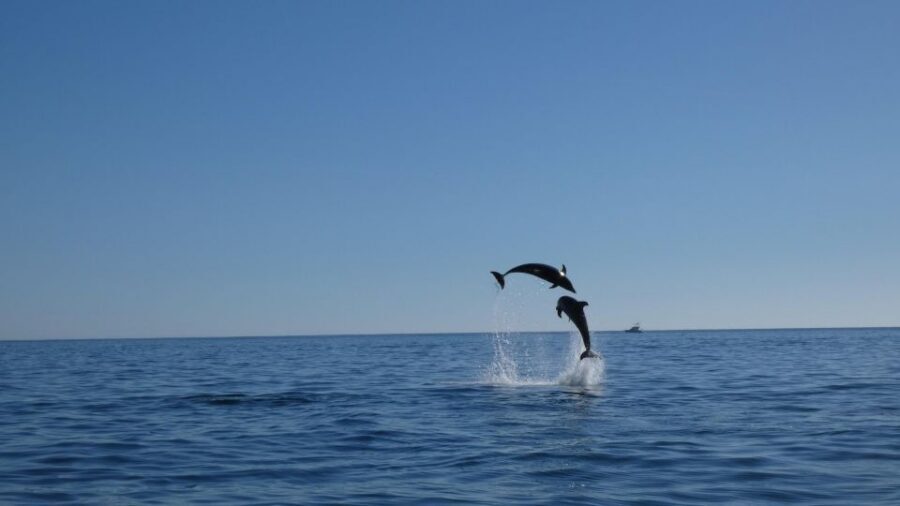 Sesimbra: Arrábida Dolphin Watching Boat Tour with Biologist - CV7Q+XV and CR6Q+WV: the dolphin-and-whale cruising window