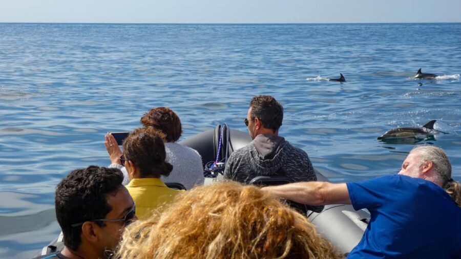 Sesimbra: Arrábida Dolphin Watching Boat Tour with Biologist - Praia da Mijona: a short photo pause with big coastal payoff