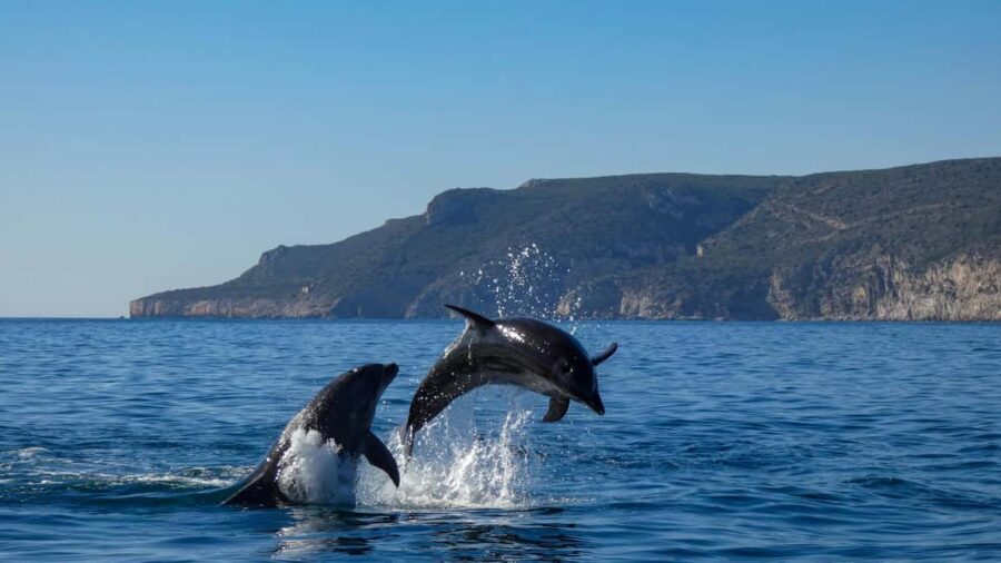 Sesimbra: Arrábida Dolphin Watching Boat Tour with Biologist - Ribeiro do Cavalo Beach: swimming and snorkeling time (with rules in mind)