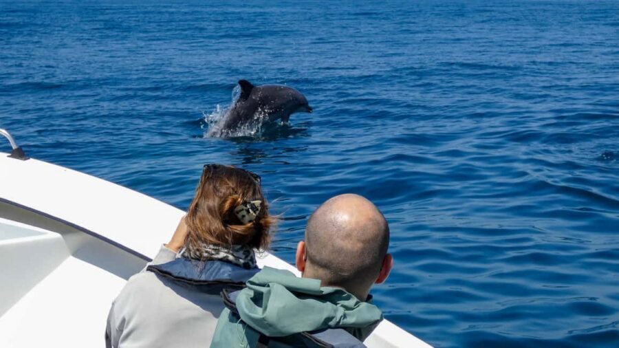 Sesimbra: Arrábida Dolphin Watching Boat Tour with Biologist - Back toward Sesimbra: the last viewing window and what to watch