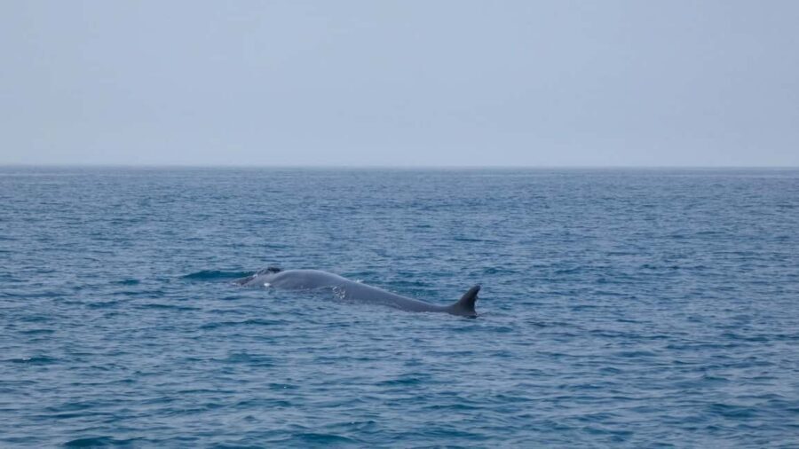 Sesimbra: Arrábida Dolphin Watching Boat Tour with Biologist - Price and value: what $63 really covers