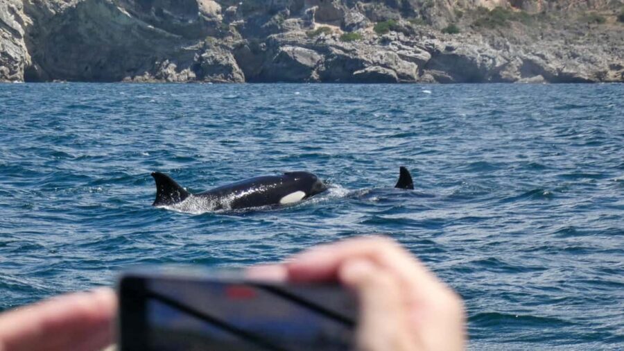 Sesimbra: Arrábida Dolphin Watching Boat Tour with Biologist - Getting to the ESPADARTE pier and starting on time