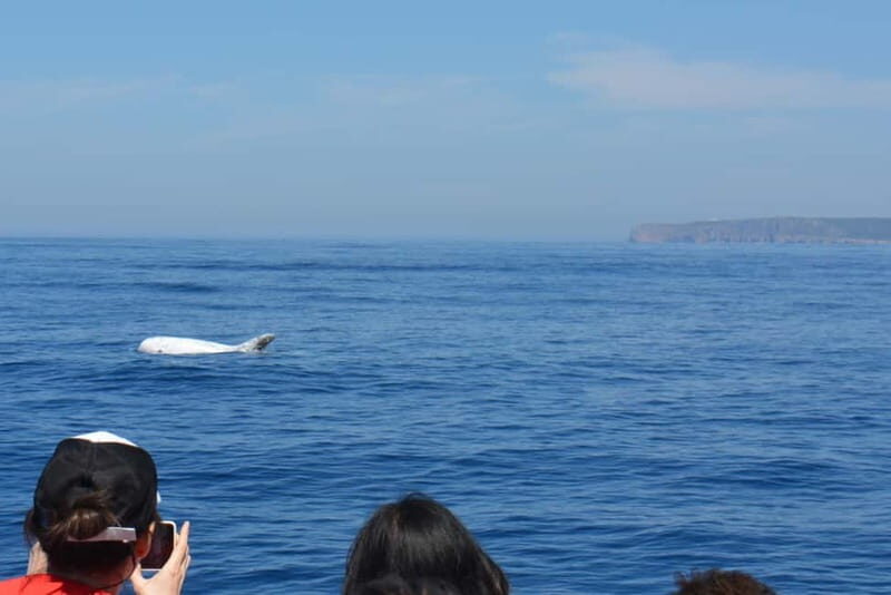 Sesimbra: Dolphin Watching Boat Tour with Biologist Guide - Arrábida National Park dolphin watching: species and real odds
