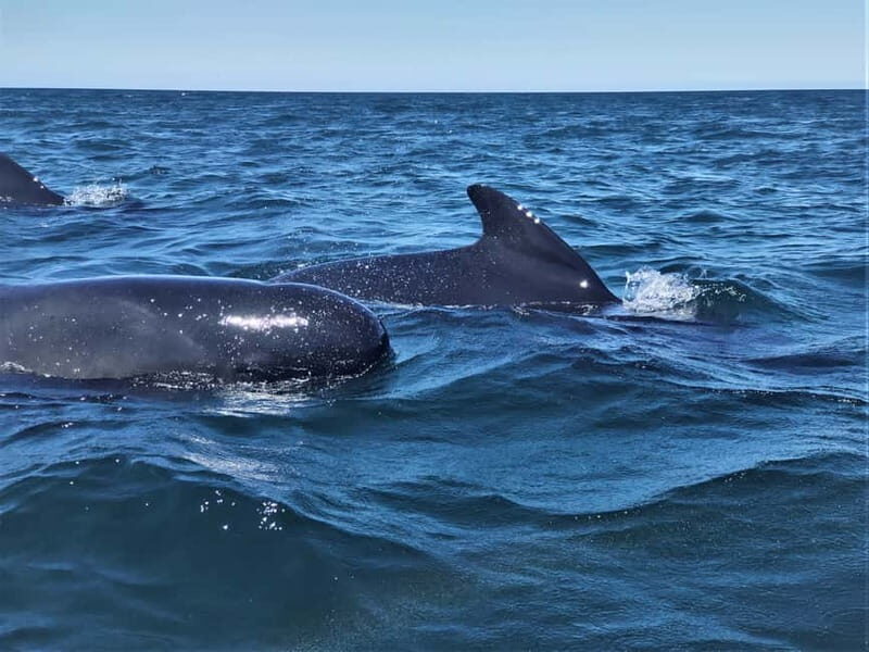 Sesimbra: Dolphin Watching Boat Tour with Biologist Guide - The cruise and photo stops: don’t rush the scenery