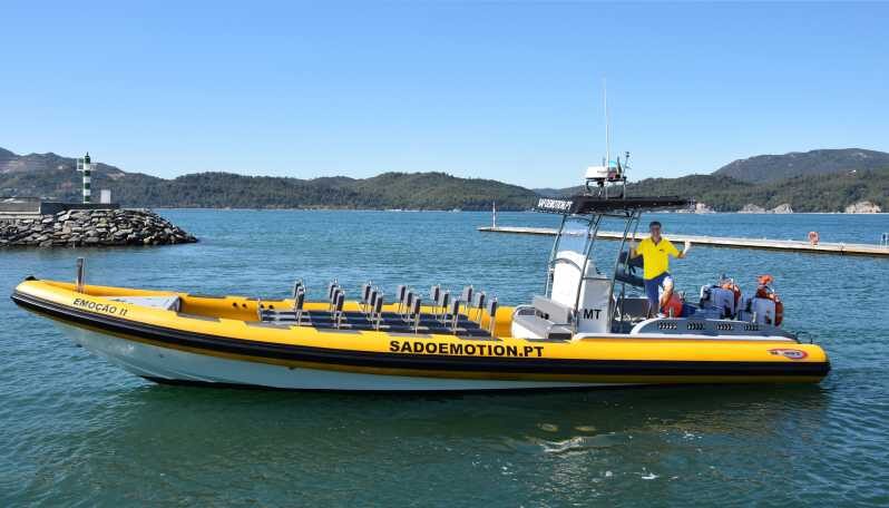 Setúbal and Tróia: Dolphin Watching and Arrábida Bays - Sado Emotion in Setúbal and Troia: a smarter dolphin search