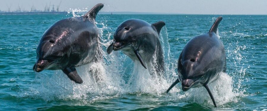 Setúbal: Dolphin Watching Boat Tour - Setúbal Bay: Why These Dolphins Hang Out Here Year-Round