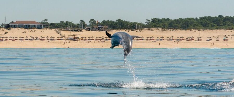 Setúbal: Dolphin Watching Boat Tour - How the Dolphin Search Works: Timing, Proximity, and Photo Moments
