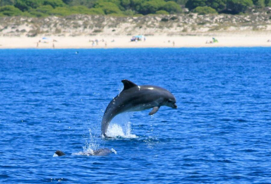 Setúbal: Dolphin Watching Boat Tour - Guides on Board: What Makes the Narration Actually Useful