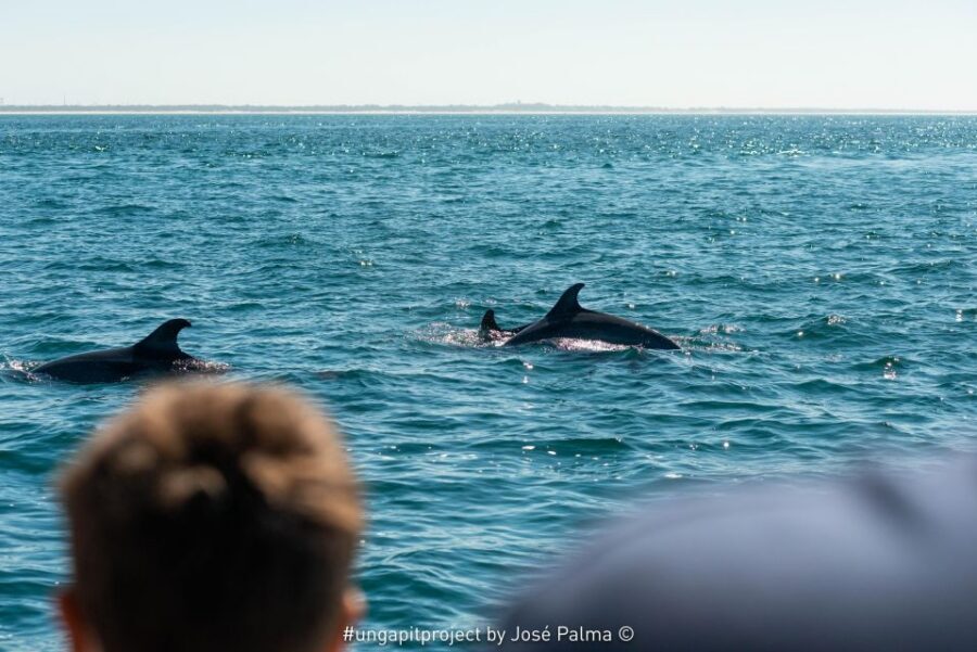 Setúbal: Dolphin Watching Boat Tour - Included Crew and Onboard Details That Matter More Than You’d Expect