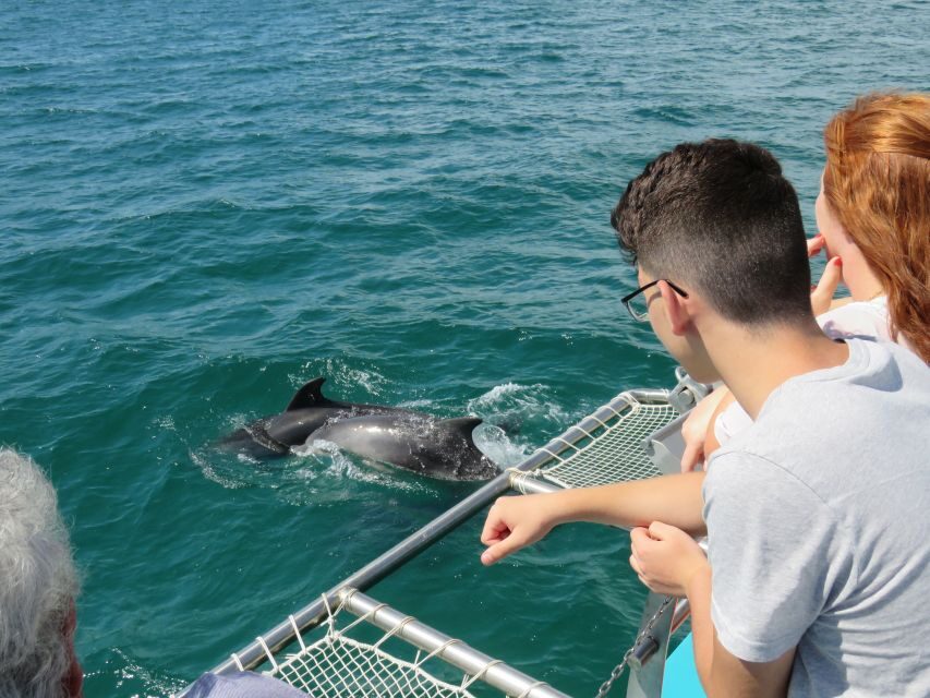 Setúbal: Dolphin Watching Tour - Key things to know before you go