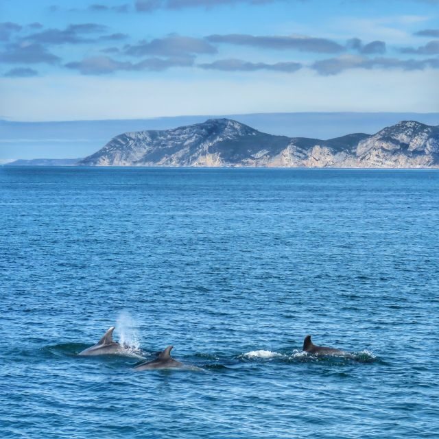 Setúbal: Dolphin Watching Tour - Setúbal dolphin watching: what makes the tour feel “smart,” not just scenic