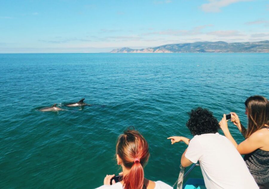 Setúbal: Dolphin Watching Tour - The swim stop in Setúbal’s blue waters (and how to be ready)