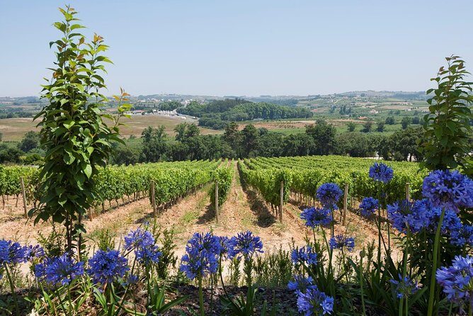 Setúbal Wine Tour with Visit and Tasting at 2 Wineries - Stop 2: Bacalhoa Vinhos de Portugal and the modern-heritage vibe in Azeitão